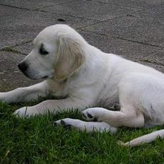 Golden retriever Aiko 