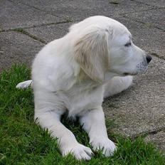 Golden retriever Aiko 