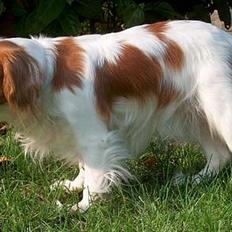 Cavalier king charles spaniel Abby