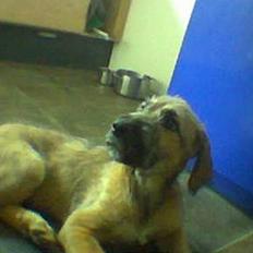 Irsk ulvehund Whoopie