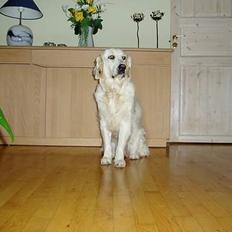 Golden retriever Malou