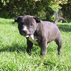 Staffordshire bull terrier Karlo