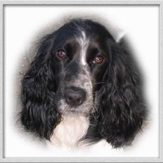 Cocker spaniel Ziki