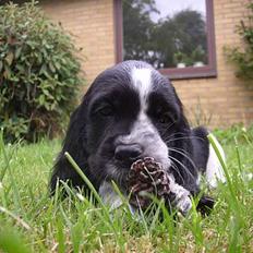 Cocker spaniel Ziki