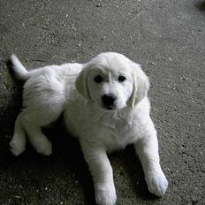 Golden retriever Walter