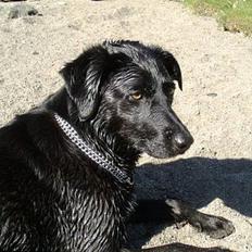 Blanding af racer Bonnie 27/1/02 