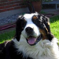 Berner sennenhund Bianca