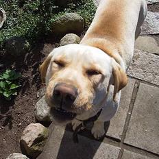 Labrador retriever Chang