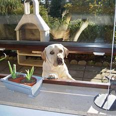 Labrador retriever Chang