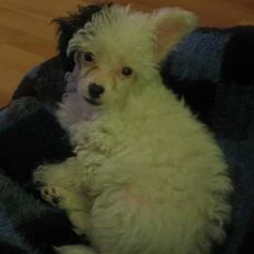 Chinese crested powder puff Gizmo