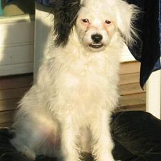 Chinese crested powder puff Gizmo