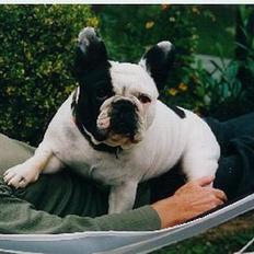 Fransk bulldog Bullmarks Selma de Struve