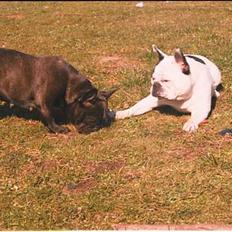 Fransk bulldog Bullmarks Selma de Struve