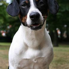 Dansk svensk gaardhund Nicki