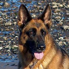Schæferhund Heilei`s Ferrari.