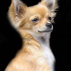Chihuahua Bette