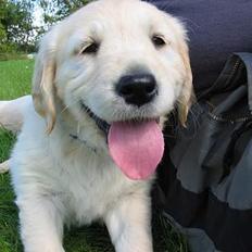 Golden retriever Mille