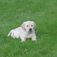 Golden retriever Mille