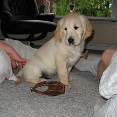 Golden retriever Mille