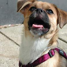 Blanding af racer Tippi