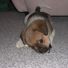 Blanding af racer Tippi