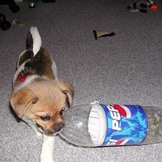 Blanding af racer Tippi