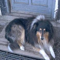 Collie langhåret Maico (R.I.P)