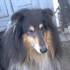 Collie langhåret Maico (R.I.P)