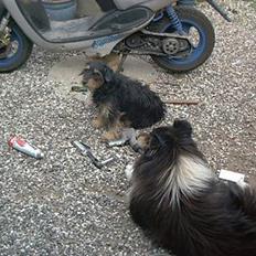 Collie langhåret Maico (R.I.P)