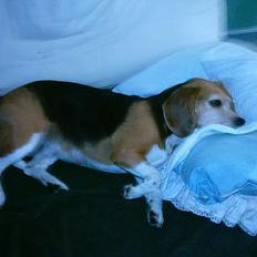 Beagle Tilde