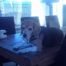 Beagle Tilde