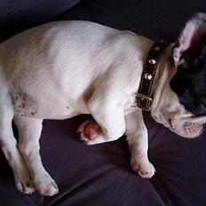 Fransk bulldog Hailie *Død*