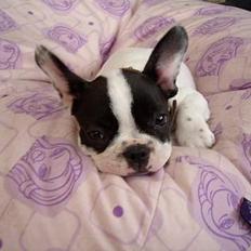 Fransk bulldog Hailie *Død*