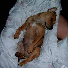 Staffordshire bull terrier  Anthon