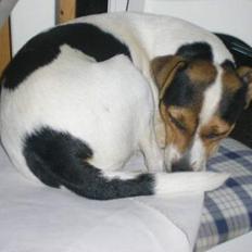 Dansk svensk gaardhund Vif