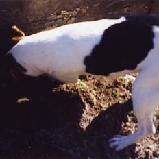 Dansk svensk gaardhund Vif