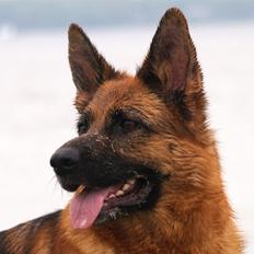 Schæferhund Snested Molly