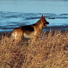 Schæferhund Snested Molly