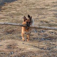 Schæferhund Snested Molly