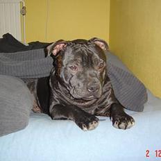 Staffordshire bull terrier Odin