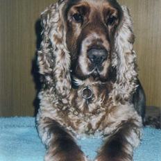 Cocker spaniel Bastian