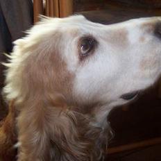 Cocker spaniel Buller *død*