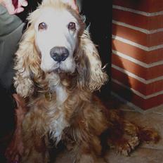 Cocker spaniel Buller *død*