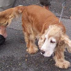 Cocker spaniel Buller *død*