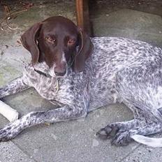 Gammel dansk hønsehund Ronja