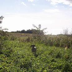 Gammel dansk hønsehund Ronja