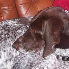 Gammel dansk hønsehund Ronja