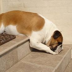 Engelsk bulldog Diesel