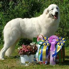 Pyreneerhund Bubbles