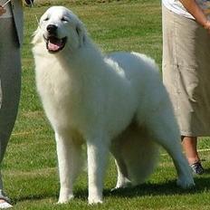 Pyreneerhund Bubbles